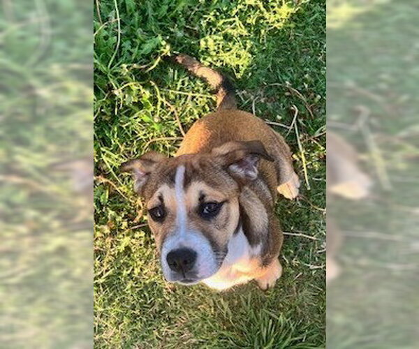 Medium Photo #2 Australian Shepherd-Bulldog Mix Puppy For Sale in McKinney, TX, USA