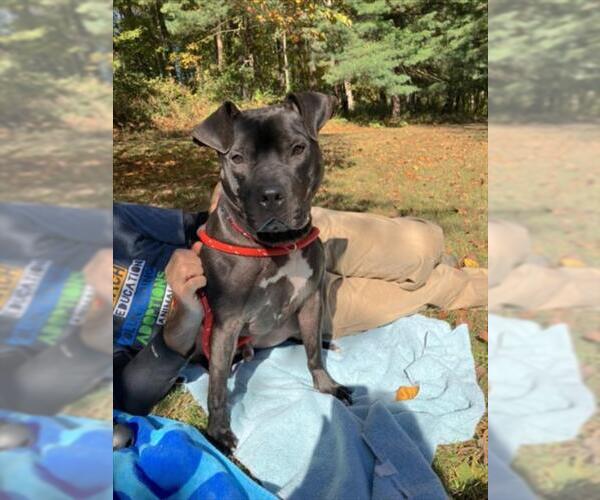 Medium Photo #3 American Pit Bull Terrier Puppy For Sale in Derwood, MD, USA