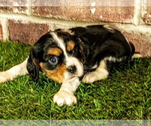 Cavalier King Charles Spaniel Puppy for Sale in MOBERLY, Missouri USA