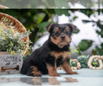 Small Photo #10 Shorkie Tzu Puppy For Sale in KIRKWOOD, PA, USA