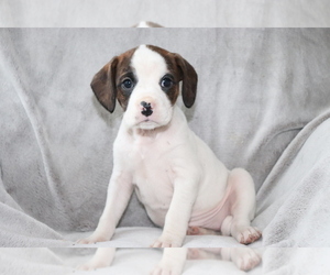 Boxer-Cavalier King Charles Spaniel Mix Puppy for sale in SHILOH, OH, USA