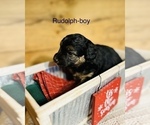 Small Photo #5 Miniature Australian Shepherd-Poodle (Toy) Mix Puppy For Sale in HAMILTON, MI, USA