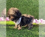 Small #6 Poodle (Toy)