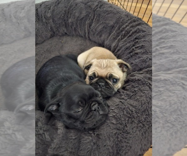 Medium Photo #3 Pug Puppy For Sale in INDEPENDENCE, MO, USA