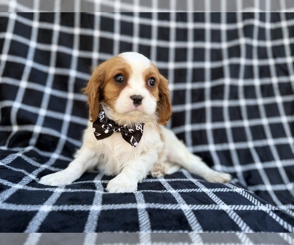 Medium Photo #3 Cavalier King Charles Spaniel Puppy For Sale in LAKELAND, FL, USA