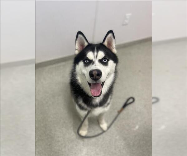 Medium Photo #1 Siberian Husky Puppy For Sale in Fort Collins, CO, USA