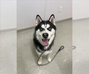 Siberian Husky Dogs for adoption in Fort Collins, CO, USA