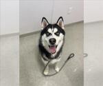 Small Siberian Husky