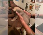 Small Photo #22 Bullmastiff-Cane Corso Mix Puppy For Sale in CHICAGO, IL, USA