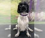 Small #1 Cocker Spaniel Mix