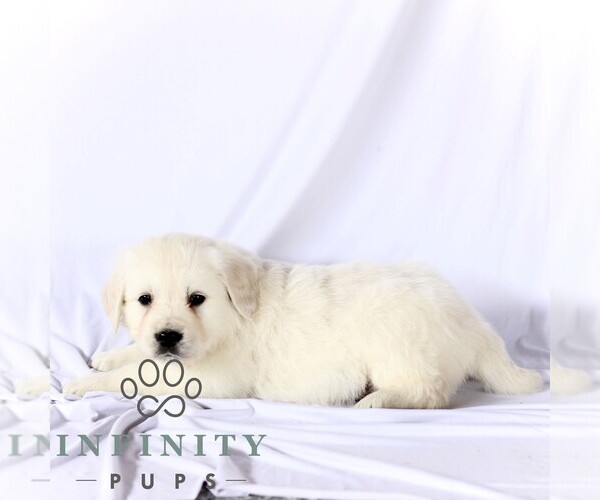 Medium Photo #4 English Cream Golden Retriever Puppy For Sale in GORDONVILLE, PA, USA