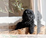 Puppy 2 Goldendoodle mix (+ Poodle Standard)
