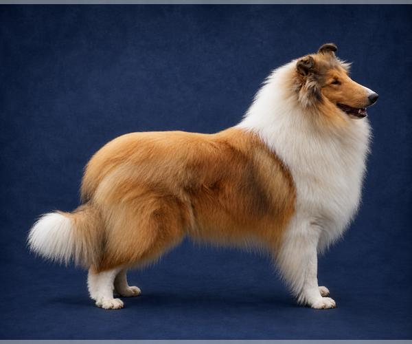 Medium Photo #1 Collie Puppy For Sale in POMONA PARK, FL, USA