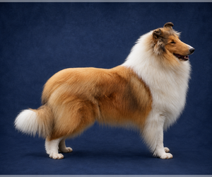 Father of the Collie puppies born on 10/28/2026