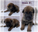 Small Photo #2 Malinois Puppy For Sale in OXNARD, CA, USA