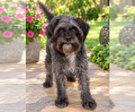 Small Affenpinscher