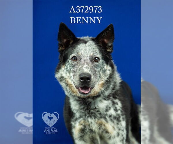 Medium Photo #1 Border Collie-Unknown Mix Puppy For Sale in Stockton, CA, USA