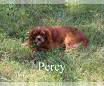 Small #16 Cavalier King Charles Spaniel