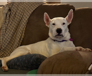 Lady - Female Mutt Dog for Adoption - Photo #5