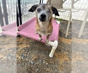 Chiweenie Dogs for adoption in Sequim, WA, USA