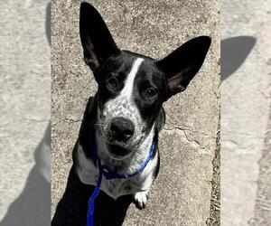 Mutt Dogs for adoption in Waco, TX, USA