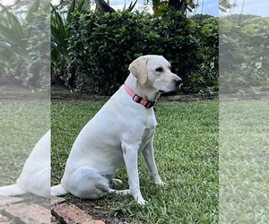 Mother of the Labradoodle puppies born on 10/30/2025