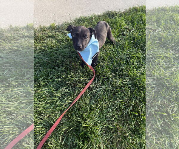 Medium Photo #4 Labrador Retriever-Unknown Mix Puppy For Sale in Germantown, OH, USA