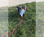 Small #3 Labrador Retriever Mix