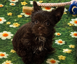 Small #1 Yorkshire Terrier
