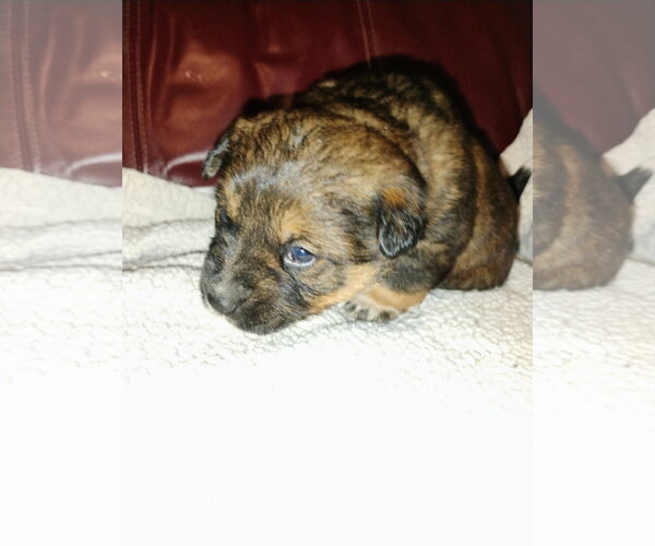 Medium Photo #3 Mutt Puppy For Sale in Polson, MT, USA