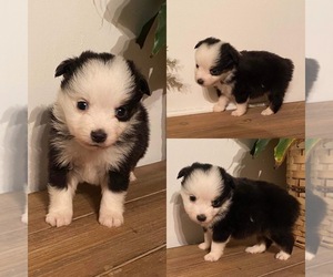 Miniature Australian Shepherd Puppy for sale in BROOKER, FL, USA