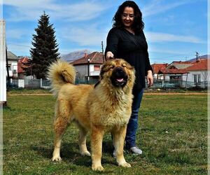 Mother of the Caucasian Shepherd Dog puppies born on 02/02/2022