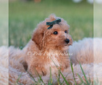 Small #4 Maltipoo (Toy)