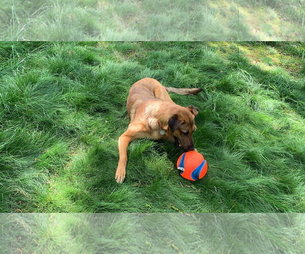 Medium Photo #8 German Shepherd Dog-Unknown Mix Puppy For Sale in Centreville, VA, USA