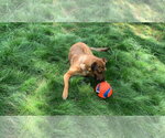 Small #7 German Shepherd Dog Mix