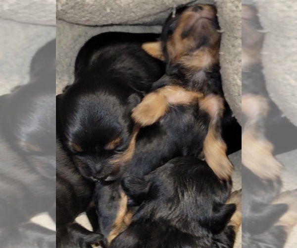 Medium Photo #2 Morkie Puppy For Sale in LOUISVILLE, KY, USA