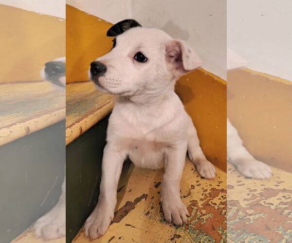 Medium Photo #3 Mutt Puppy For Sale in Garden City, NY, USA