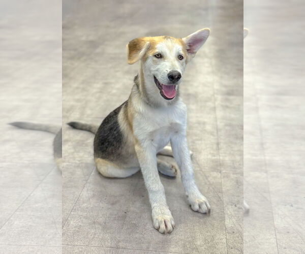 Medium Photo #8 German Shepherd Dog-Unknown Mix Puppy For Sale in PIPE CREEK, TX, USA