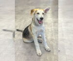 Small #7 German Shepherd Dog Mix
