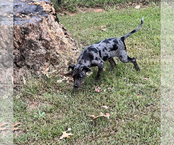 Medium Photo #5 Catahoula Leopard Dog-Labrador Retriever Mix Puppy For Sale in Lakemont, GA, USA