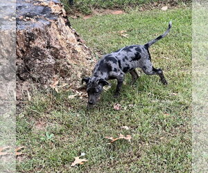 Louise - Female Catahoula Leopard Dog-Labrador Retriever Mix Dog for Adoption - Photo #5