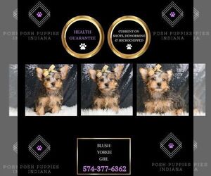 Yorkshire Terrier Puppy for sale in WARSAW, IN, USA