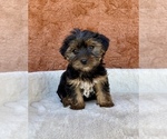 Small #4 Yorkshire Terrier