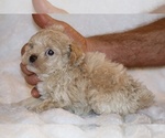Small Photo #14 Poodle (Toy) Puppy For Sale in DYERSBURG, TN, USA