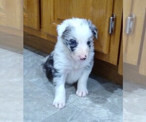 Border Collie Puppy for sale in WEST LIBERTY, KY, USA