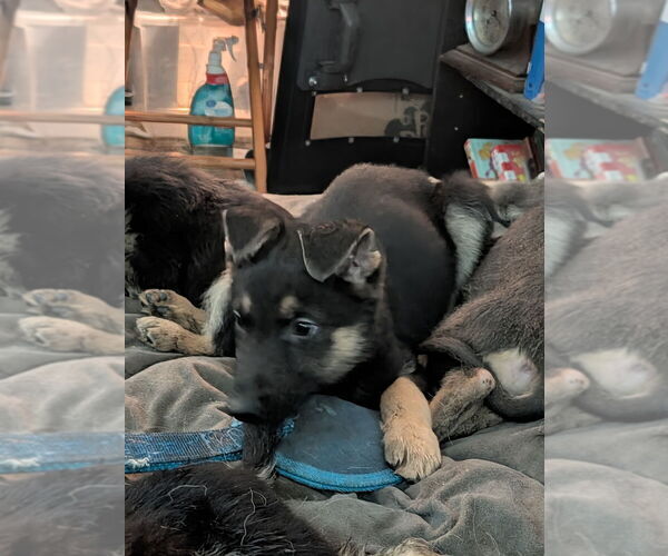 Medium Photo #1 German Shepherd Dog Puppy For Sale in MECHANICSVILLE, VA, USA