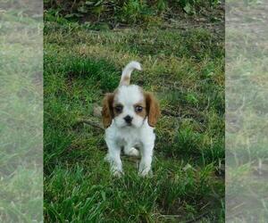 Cavalier King Charles Spaniel Puppy for sale in ORO VALLEY, AZ, USA