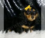Small #3 Dachshund