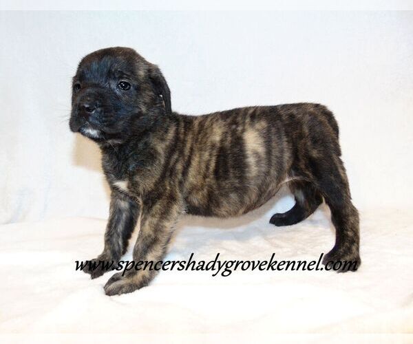 Medium Photo #1 Mastiff Puppy For Sale in CABOOL, MO, USA