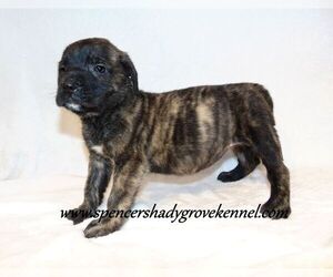 Mastiff Puppy for sale in CABOOL, MO, USA